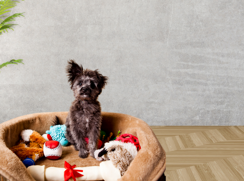 Not All Toys are Chew Toys: The different Kinds of Dog Toys and their Benefits